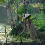 Why Scientific Verification is the New Standard in Global Agro-Trade