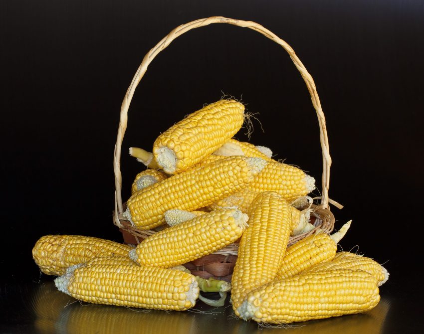 stevepb-maize-380701
